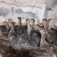 جوجه بوقلمون برنز