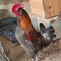 مرغ و تخم مرغ و خروس بومی|حیوانات مزرعه|اصفهان, شفق|دیوار