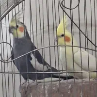 عروس هلندی جفت مولد