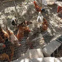 مرغ و خروس/خانگی