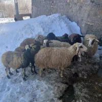 میش داشتی|حیوانات مزرعه|زاغه, |دیوار