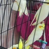 جوجه عروس هلندی لوتینو|پرنده|رشت, کوی مهر|دیوار