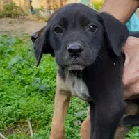 توله پوینتر شکاری