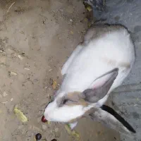 دو عدد خرگوش گمشده|موش و خرگوش|بیرجند, |دیوار