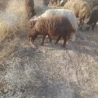 گوسفند