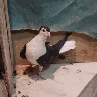 سیاه پشت