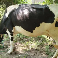 دو عدد گاو دورگ