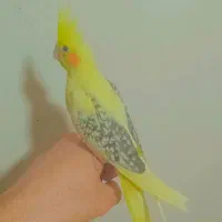 گرینچیک عروس هلندی ملنگو شاه طوطی کاسکو راهب