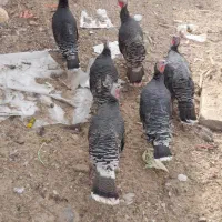 بوقلمون مرغ  جوجه|حیوانات مزرعه|صدرا-فارس, فاز ۲|دیوار