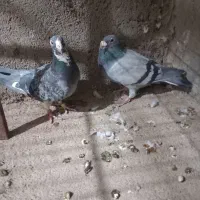 یک جفت سبز پولک پلاکی|پرنده|فردوس (خراسان), |دیوار