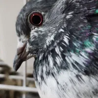 همه پرنده ها پامیل وبازی|پرنده|بندر ماهشهر, |دیوار