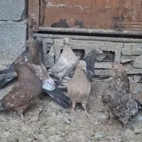 کله ای|پرنده|امیدیه, |دیوار