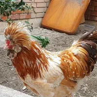 خروسی زینتی محلی خونگی کاکلی پاپر مرغ گیر