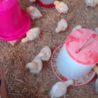 جوجه گوشتی 10روزه