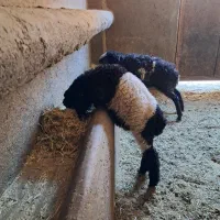 بره علفخور ماده