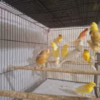 قناری|پرنده|قم, شهرک امام حسین|دیوار