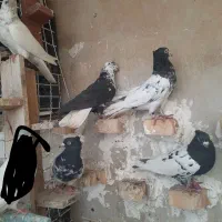 رنگی گرفتنی دوری