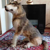 سگ عروسکی|مجسمه، تندیس، ماکت|زنجان, |دیوار