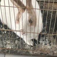 خرگوش لو‌پ