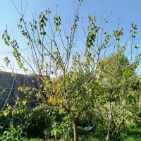 نهال زرد آلو 6ساله