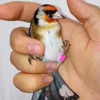 سهره انتیک عطیقه گل اروپایی