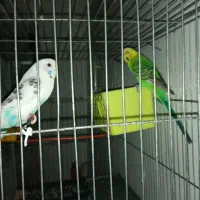 مرغ عشق نر و ماده