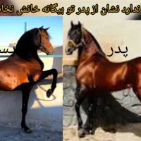 اسب