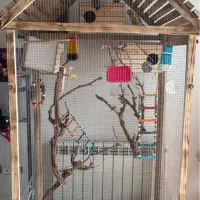 قفس با پرنده|لوازم جانبی حیوانات|تهران, چوب تراش|دیوار