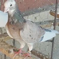 کبوتر گرفتنی
