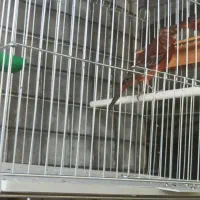 فروش قناری|پرنده|صدرا-فارس, فاز ۱|دیوار