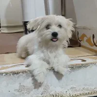 سگ شیتزو تریر|سگ|مشهد, خواجه ربیع|دیوار