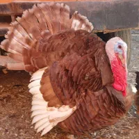 بوقلمون|حیوانات مزرعه|فرخ‌شهر, |دیوار