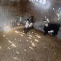 ۳راس بز داشتی آبستن بفروش میرسدقیمت ۳۶ملیون|حیوانات مزرعه|ایذه, |دیوار