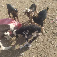 کهره شیری تازه|حیوانات مزرعه|شیراز, بید زرد|دیوار