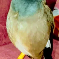 قناری مینا سهره پرنده ....