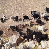 تعداد۴۳بزغاله فروش|حیوانات مزرعه|آبدانان, |دیوار