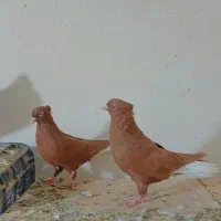 کبوتر رنگی و سار نر و ماده|پرنده|چناران, |دیوار