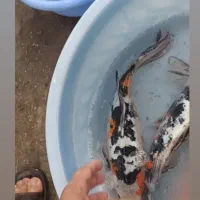 کوی مولد سوپر باله و مشکی زغالی|ماهی|کیاشهر, |دیوار