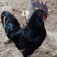 خروس سیاه ایام سمانی معاوضه