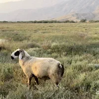 بره نر    قوچ