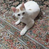 واگذاری رایگان گربه عقیم شده ماده ۱ ساله