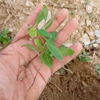 گل گاوزبان همیشه سبز هم بذرش وهم بوتش موجود