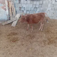 گاوهای جوان|حیوانات مزرعه|قم, تولید دارو و یخچال|دیوار