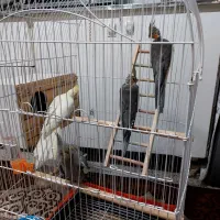 ۳عدد طوطی همراه باقفس لانه|پرنده|بانه, |دیوار