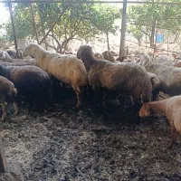 گوسفند نر قوچ