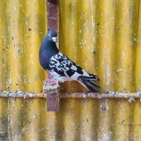 کبوتر تاپ سیاه|حیوانات|آبادان, |دیوار