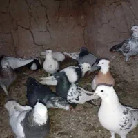 کفتر|پرنده|تربت‌حیدریه, رضاشهر|دیوار