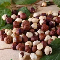 عرضه نهال فندق فرتیل دوکاتارد پربار