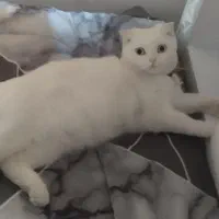 واگذاری گربه اسکاتیش|گربه|سقز, |دیوار