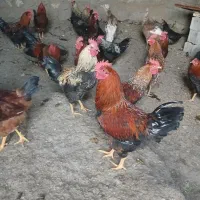 فروش خروس ارگانیک|حیوانات مزرعه|مشگین شهر, |دیوار